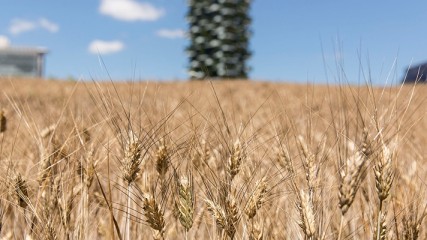 Wheatfield Milano