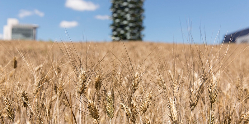 Wheatfield Milano