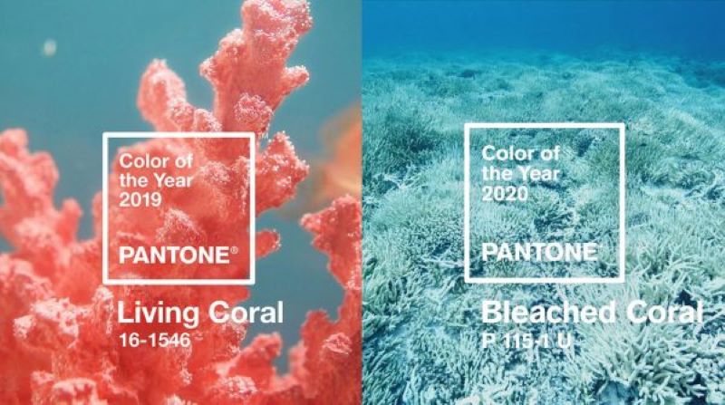 Pantone bleached coral